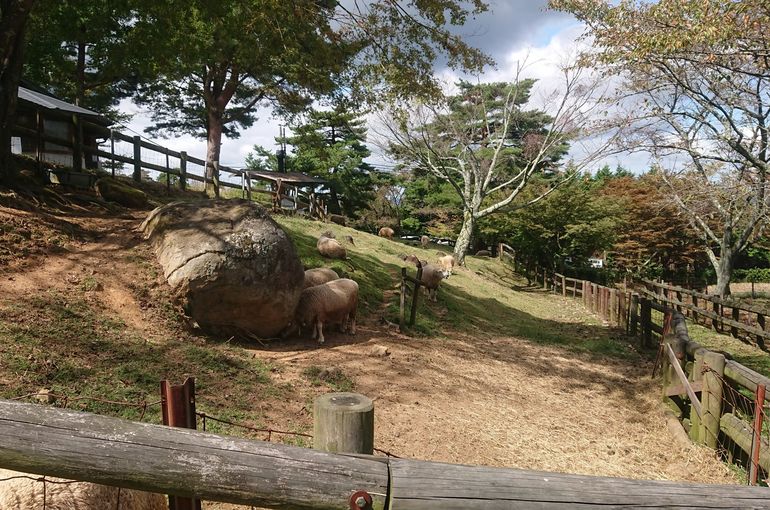 牧場