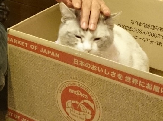 頭なで猫