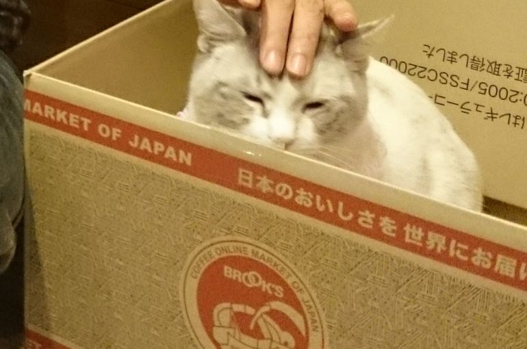 頭なで猫