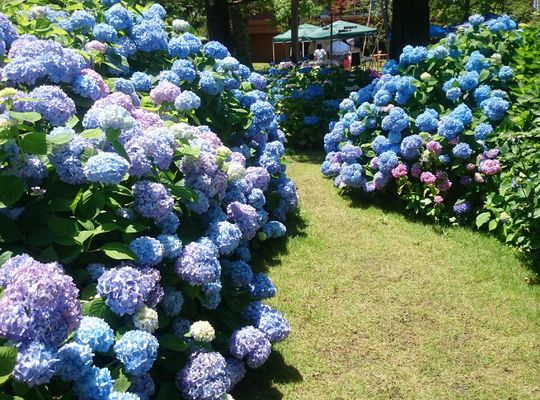 紫陽花