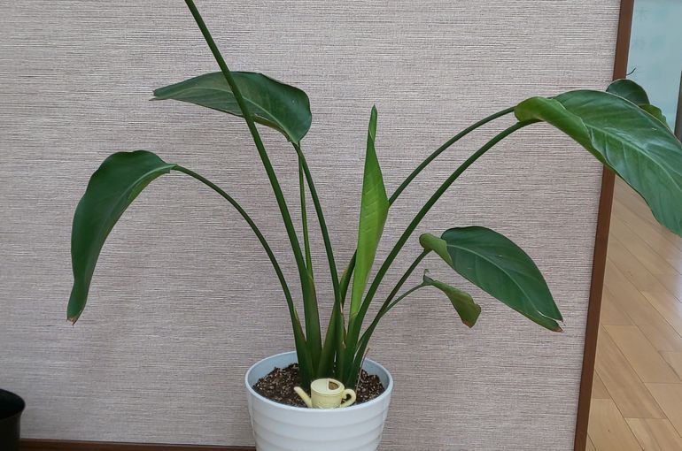新芽